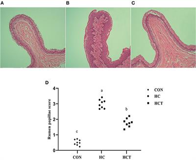 Thiamine Alleviates High-Concentrate-Diet-Induced Oxidative Stress, Apoptosis, and Protects the Rumen Epithelial Barrier Function in Goats